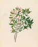Gardenia Nov Sp Hyperacanthus amoenus - Clemenz Heinrich Wehdemann — visning af kunstværket