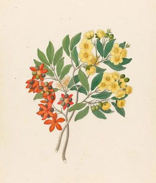Clemenz Heinrich Wehdemann - Icosandria monog Ochna arborea.webp