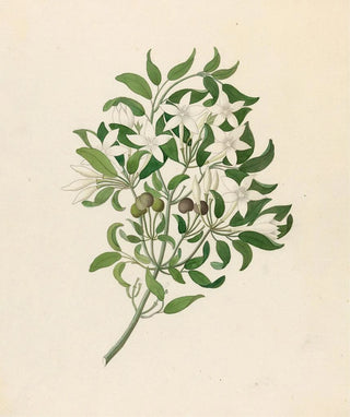 Clemenz Heinrich Wehdemann - Jasminum angulare.webp
