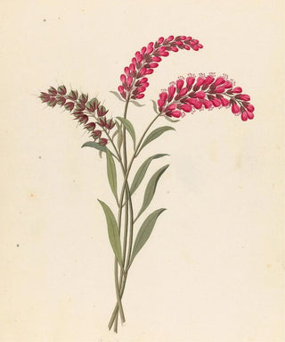 Clemenz Heinrich Wehdemann - Pentand Monog Lysimachia nutans.webp