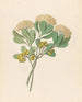 Pentandria Mon Pittosporum viridiflorum - Clemenz Heinrich Wehdemann — visning af kunstværket