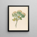 Pentandria Mon Pittosporum viridiflorum - Clemenz Heinrich Wehdemann — indrammet kunstværk på væggen