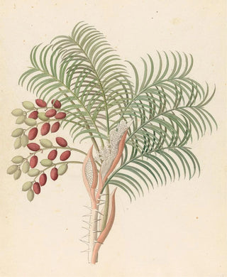 Clemenz Heinrich Wehdemann - Phoenix Phoenix reclinata.webp