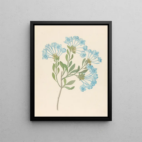 Plumbago capensis Plumbago auriculata - Clemenz Heinrich Wehdemann — indrammet kunstværk på væggen