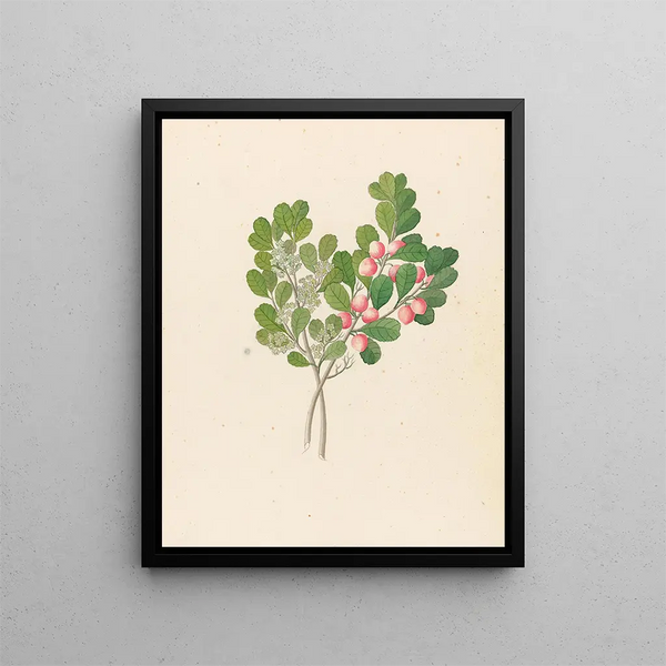 Rhamnus Cassine aethiopica Mystroxylon aethiopicum - Clemenz Heinrich Wehdemann — indrammet kunstværk på væggen