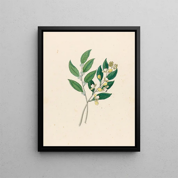 Rhamnus Curtisia denté - Clemenz Heinrich Wehdemann — indrammet kunstværk på væggen