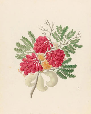 Clemenz Heinrich Wehdemann - Schotia speciosa Schotia afra.webp