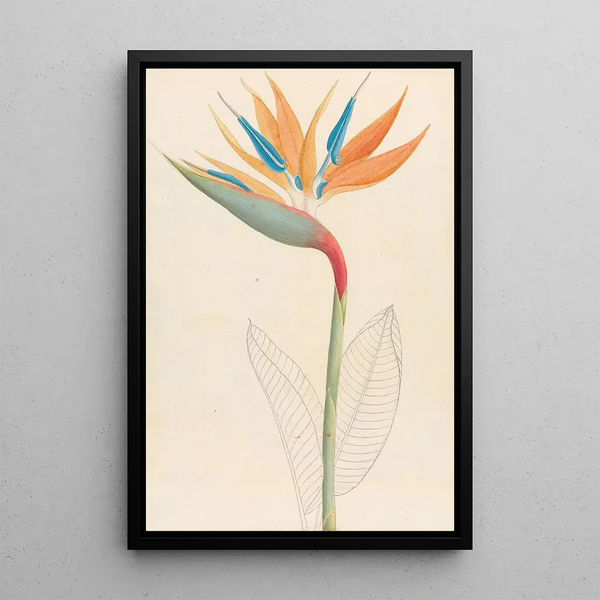 Strelitzia reginae - Clemenz Heinrich Wehdemann — indrammet kunstværk på væggen