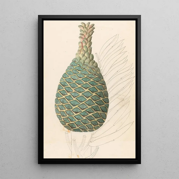 Reproduktion af maleriet Zamia caffra Encephalartos altensteinii hunkegren - Clemenz Heinrich Wehdemann