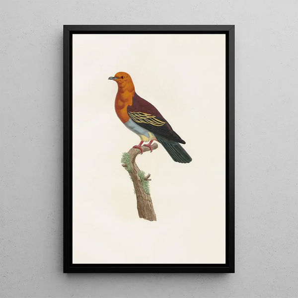 Reproduktion af maleriet Les pigeons Pl06 - Coenraad Jacob Temminck