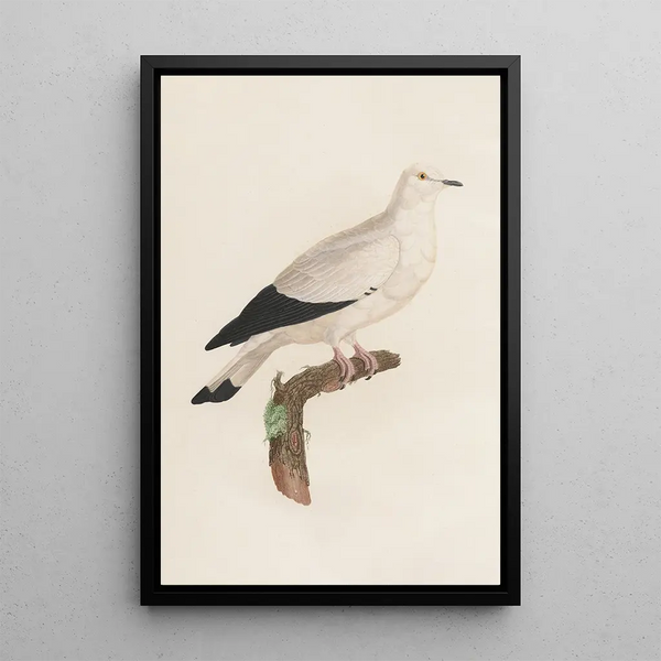 Reproduktion af maleriet Les pigeons Pl18 - Coenraad Jacob Temminck
