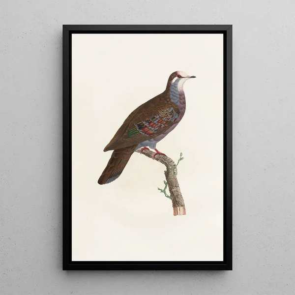Reproduktion af maleriet Les pigeons Pl19 - Coenraad Jacob Temminck