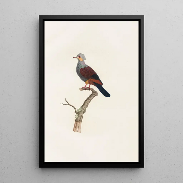 Reproduktion af maleriet Les pigeons Pl20 - Coenraad Jacob Temminck