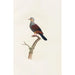Reproduktion af maleriet Les pigeons Pl20 - Coenraad Jacob Temminck