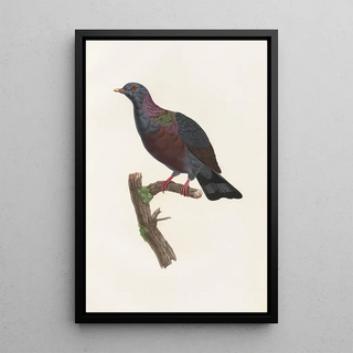 Coenraad Jacob Temminck - Les pigeons Pl21.webp