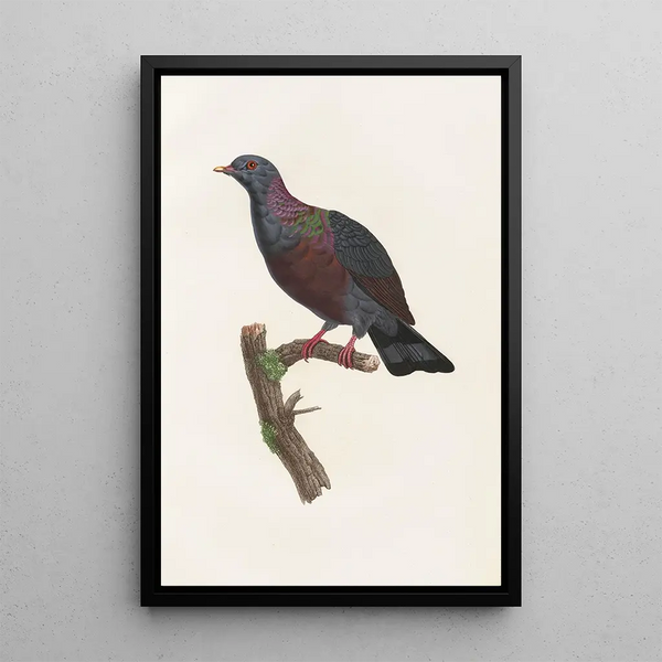 Reproduktion af maleriet Les pigeons Pl21 - Coenraad Jacob Temminck