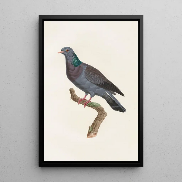 Reproduktion af maleriet Les pigeons Pl22 - Coenraad Jacob Temminck