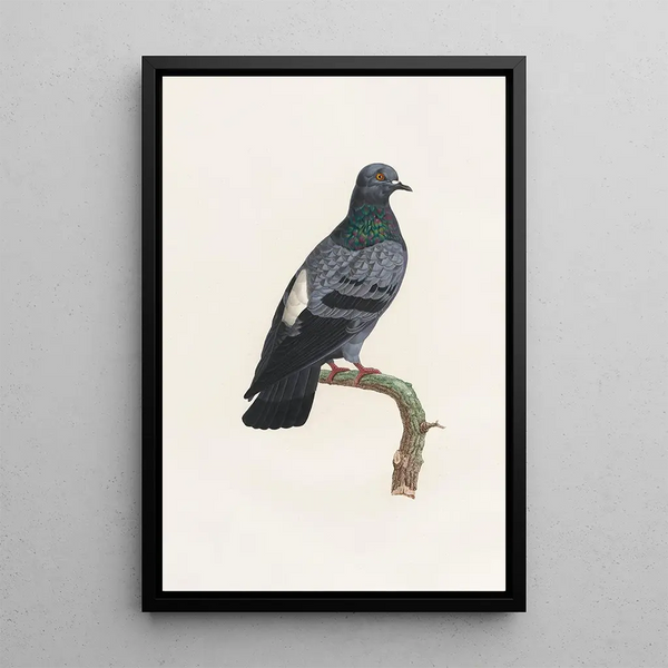 Reproduktion af maleriet Les pigeons Pl23 - Coenraad Jacob Temminck