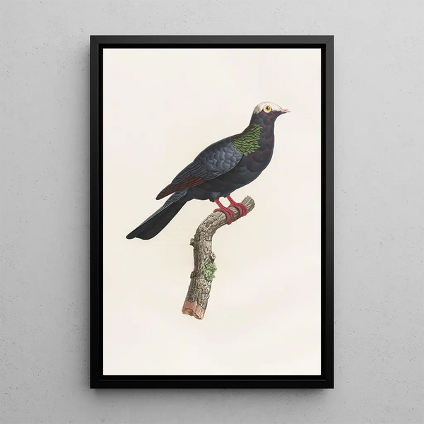 Reproduktion af maleriet Les pigeons Pl24 - Coenraad Jacob Temminck