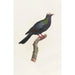 Reproduktion af maleriet Les pigeons Pl24 - Coenraad Jacob Temminck