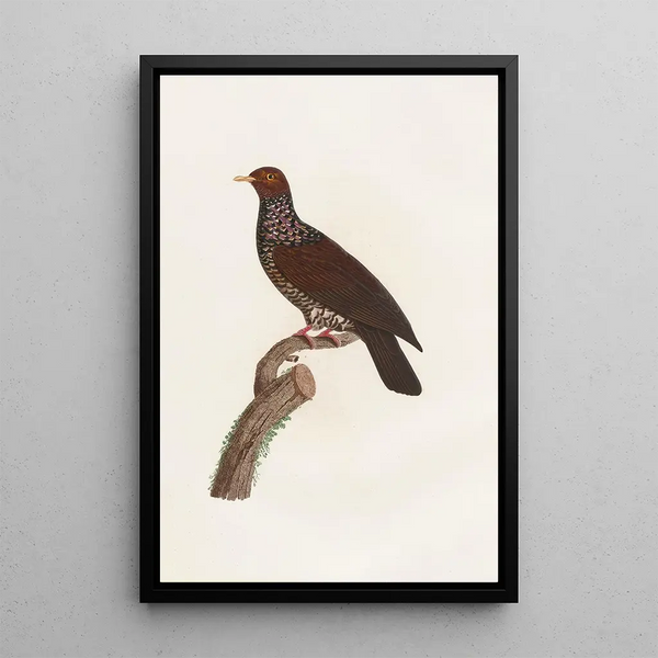Reproduktion af maleriet Les pigeons Pl25 - Coenraad Jacob Temminck