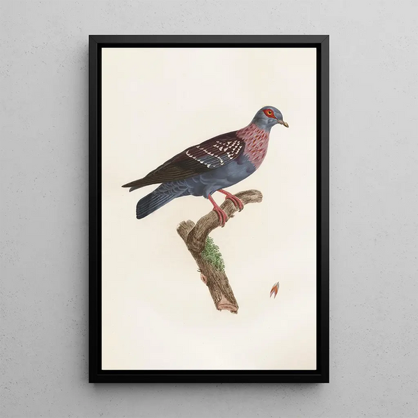 Reproduktion af maleriet Les pigeons Pl27 - Coenraad Jacob Temminck