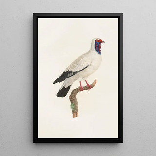 Coenraad Jacob Temminck - Les pigeons Pl32.webp