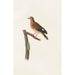 Les pigeons Pl37 - Coenraad Jacob Temminck — visning af kunstværket