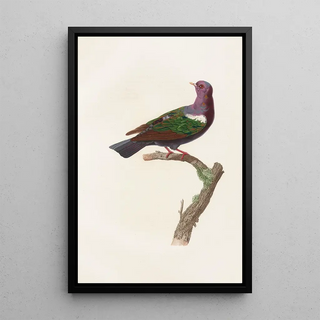 Coenraad Jacob Temminck - Les pigeons Pl38.webp