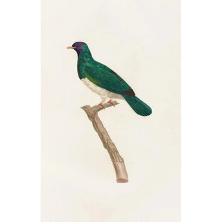 Coenraad Jacob Temminck - Les pigeons Pl40.webp