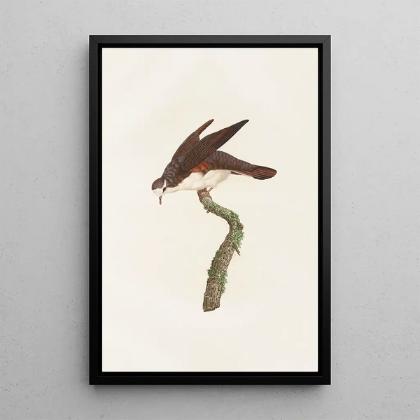 Reproduktion af maleriet Les pigeons Pl48 - Coenraad Jacob Temminck