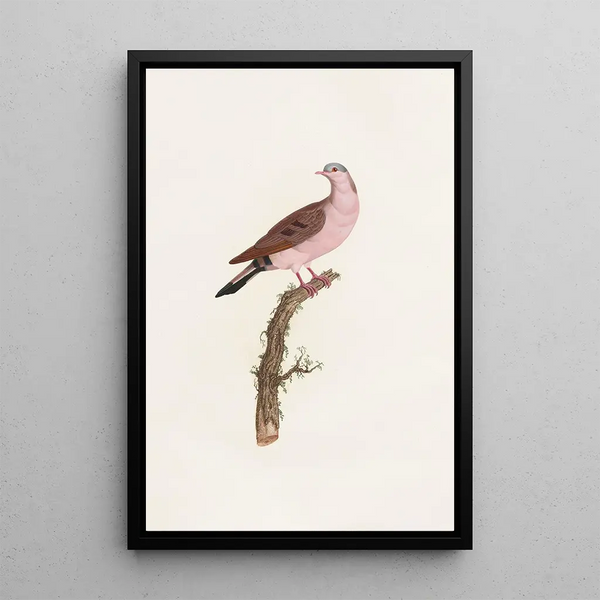 Reproduktion af maleriet Les pigeons Pl50 - Coenraad Jacob Temminck
