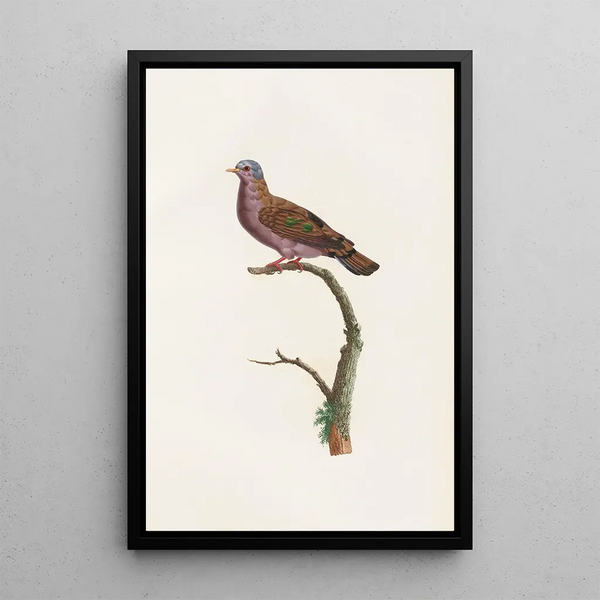 Reproduktion af maleriet Les pigeons Pl51 - Coenraad Jacob Temminck