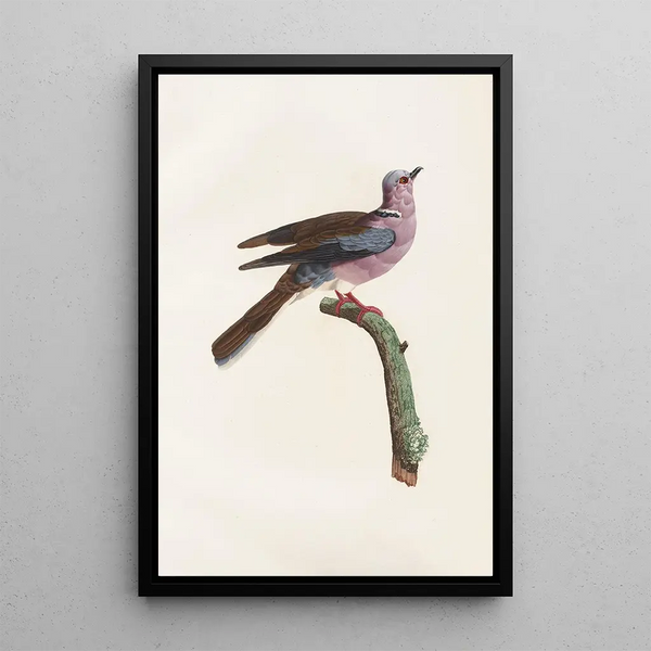 Reproduktion af maleriet Les pigeons Pl52 - Coenraad Jacob Temminck