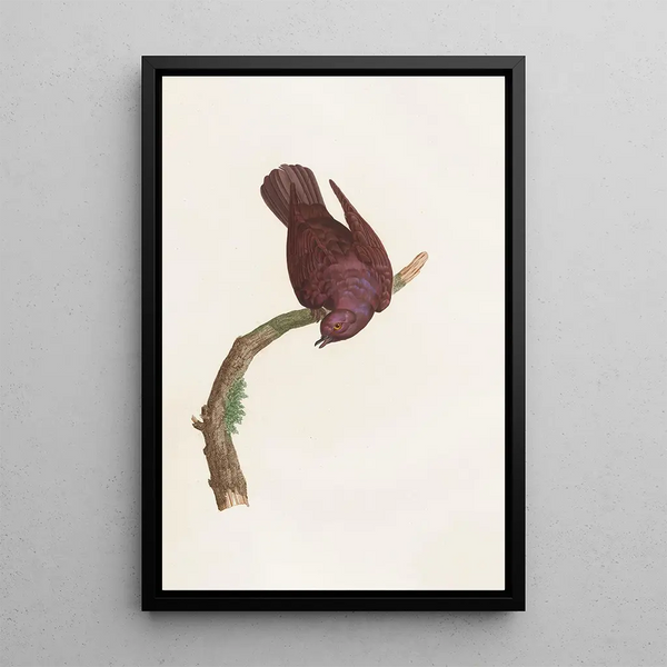 Reproduktion af maleriet Les pigeons Pl53 - Coenraad Jacob Temminck