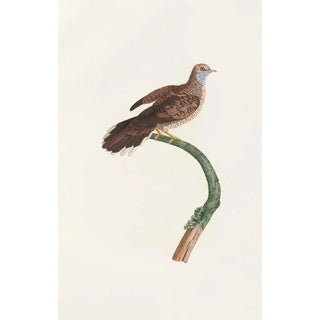Coenraad Jacob Temminck - Les pigeons Pl59.webp