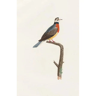 Coenraad Jacob Temminck - Les pigeons Pl63.webp