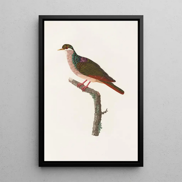 Reproduktion af maleriet Les pigeons Pl68 - Coenraad Jacob Temminck