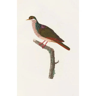 Coenraad Jacob Temminck - Les pigeons Pl68.webp