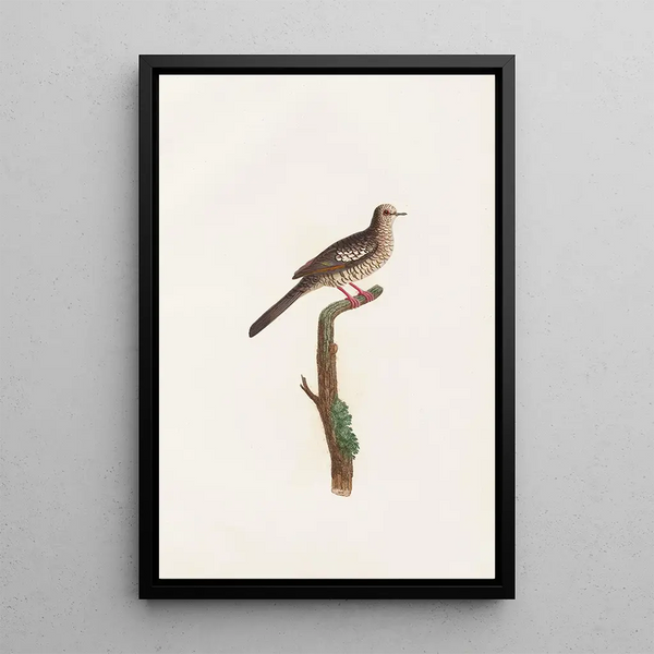 Reproduktion af maleriet Les pigeons Pl71 - Coenraad Jacob Temminck