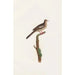 Reproduktion af maleriet Les pigeons Pl71 - Coenraad Jacob Temminck