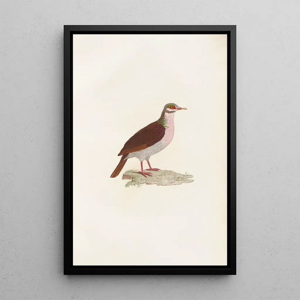 Reproduktion af maleriet Les pigeons Pl75 - Coenraad Jacob Temminck