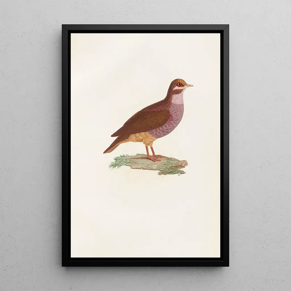 Reproduktion af maleriet Les pigeons Pl76 - Coenraad Jacob Temminck
