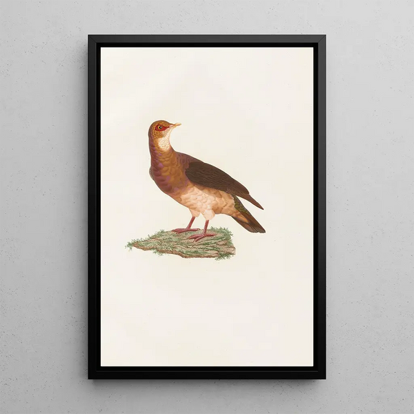 Reproduktion af maleriet Les pigeons Pl77 - Coenraad Jacob Temminck