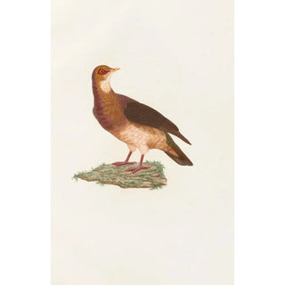 Coenraad Jacob Temminck - Les pigeons Pl77.webp