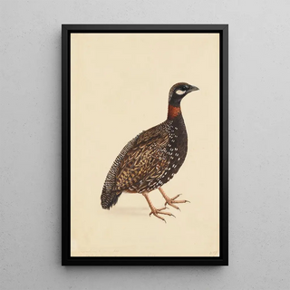 Company School - A Black Partridge.webp