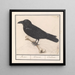 Corbeau Corvus corax - Anselmus Botius de Boodt — indrammet kunstværk på væggen