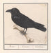 Corbeau Corvus corax - Anselmus Botius de Boodt — visning af kunstværket