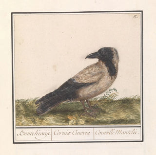 Corbeau coloré Corvus cornix - Anselmus Botius de Boodt