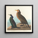 Cormoran grøn violet - John James Audubon — indrammet kunstværk på væggen